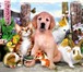 Изображение в Домашние животные Услуги для животных На период Вашего отсутствия предоставим достойные в Колпино 300