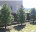 Фото в Строительство и ремонт Ландшафтный дизайн Сибирский Кедр вечнозеленое хвойное дерево в Красноярске 500