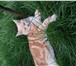 Foto в Домашние животные Вязка Красивый, опытный котик ищет кошечку для в Екатеринбурге 1