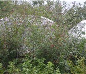 Изображение в Недвижимость Сады Продам дачу2-этажный дом 36 м² (кирпич) на в Челябинске 700 000