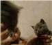 Фото в Домашние животные Вязка Приглашаем на вязку любую привитую кошечку в Москве 2 000