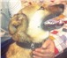 Фотография в Домашние животные Найденные Собака на вид 8-10мес, рыжий окрас, ласковая, в Челябинске 0