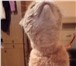 Фотография в Домашние животные Вязка Шикарный Опытный котик возрастом 2 года . в Екатеринбурге 1 500