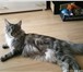 Фото в Домашние животные Вязка Великолепный кот Мейн-кун молодой ,энергичный, в Москве 1