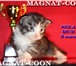 Котята Гиганты Породы Мейн Кун 296719 Мейн-кун фото в Якутске