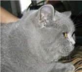 Фотография в Домашние животные Вязка Чистокровный британский плюшевый кот приглашает в Перми 0