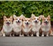 Фотография в Домашние животные Вязка собак Вельш корги пемброка представляем производителей!Проверенные в Москве 40 000
