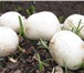 Фотография в Домашние животные Растения У Вас есть желание заняться разведением грибов? в Твери 1 980