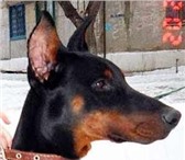 Фотография в Домашние животные Найденные Найдена собака   доберман   г  Камышин   в Камышине 0