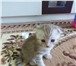 Шотландские котята 2039923 Скоттиш фолд фото в Астрахани