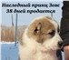 Щенки САО от племенной пары 2544196 Среднеазиатская овчарка фото в Красноярске