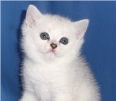 Котята британской шиншиллы Питомник SILVER STRAND предоставляет возможность по резервированию котя 69125  фото в Перми