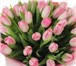 Foto в Прочее,  разное Разное Осуществляем оптовую доставку тюльпанов по в Брянске 60