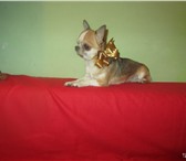 Изображение в Домашние животные Вязка собак Опытные кобели чихуахуа, мини, приглашают в Кургане 0