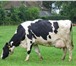 Фото в Домашние животные Другие животные Организация реализует коров молочного стада, в Ижевске 180