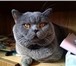 Изображение в Домашние животные Услуги для животных Вязка с Шотландским Прямоухим Опытным котом в Москве 2 000