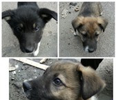 Foto в Домашние животные Отдам даром В промзоне оставили сумку с тремя щенками. в Колпино 10
