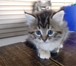 Фото в Домашние животные Отдам даром Только в добрые руки: Два премилых котенка, в Челябинске 100