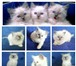 Три котенка породы Ragdoll  (тряпичная кукла) 3103285 Рэгдолл фото в Екатеринбурге