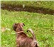 Фотография в Домашние животные Вязка собак Великолепный кабель Американского ПитБуль в Красноярске 0