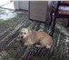 Фото в Домашние животные Вязка собак Пусе 6 лет. Это мальчик-красивый,умный,ласковы в Тольятти 350