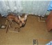 Фото в Домашние животные Вязка собак Русский той-терьер вес 2,3 кг. возраст 1 в Хабаровске 0