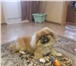 Фотография в Домашние животные Услуги для животных красивый мужчина ищет невесту в Барнауле 0