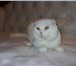 К резервированию готовятся котята: голубой кот страйт(прямоухий), белая кошка страйт(прямоухая), 69762  фото в Ростове-на-Дону