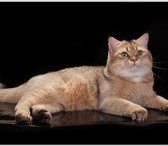 Фото в Домашние животные Вязка Британский клубный котик (с документами), в Москве 5 000