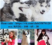 Щенки хасятки и кобели для вязки 3628659 Сибирский хаски фото в Нижнем Новгороде