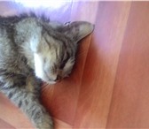 Foto в Домашние животные Найденные Найдена кошка по дороге на Сады. Домашняя, в Ивангород 0