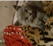 Изображение в Домашние животные Вязка Привозите кошечку на вязку с нашим котиком в Москве 2 000