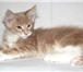 Котята Мейн-кун 2399745 Мейн-кун фото в Санкт-Петербурге