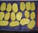 Фото в Одежда и обувь Разное ОАО «Вологодский картофель» реализует картофель в Вологде 15