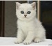 Продаются котята британской природы не совсем обычного окраса - серебристая шёрстка под шиншиллу, Г 69702  фото в Перми