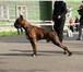 Фотография в Домашние животные Вязка собак предлагаю для вязки кобеля породы немецкий в Москве 1 000