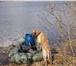 Фото в Домашние животные Вязка собак Ищем суку лабрадора,для вязки.Кабель-Цвет в Тюмени 0