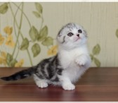 Шотландские котята,  Продажа, 341578 Скоттиш страйт фото в Екатеринбурге