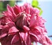 Фото в Домашние животные Растения Клематис – это многолетняя, обильно и длительно в Новороссийске 150