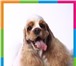 Фотография в Домашние животные Стрижка собак Groom объединил лучших грумеров, хендлеров, в Самаре 800