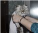 Фото в Домашние животные Услуги для животных Гигиеническая стрижка кошек и собак,возможен в Набережных Челнах 600