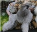 Фото в Домашние животные Услуги для животных Профессиональная стрижка собак и кошек с в Новороссийске 700