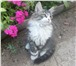 Фото в Домашние животные Отдам даром Ласковый пушистый котёнок ищет хозяев. Девочка, в Улан-Удэ 0