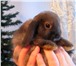 Изображение в Домашние животные Другие животные Продаются крольчата породы карликовый вислоухий в Москве 1 200