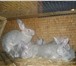 Изображение в Домашние животные Другие животные Продаём кроликов разных мясных пород. Клетки в Калуге 0