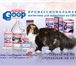 Foto в Домашние животные Товары для животных Интернет магазин для животных «Полная Миска» в Барнауле 1 400