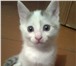 Отдам даром в добрые и заботливые руки милого и очаровательного котенка)девочка беленькая с серым 69090  фото в Уфе