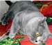 Фото в Домашние животные Вязка Вязка с котом Скоттиш-страйт (ушки прямые)Кот в Москве 2 000