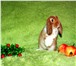 Foto в Домашние животные Грызуны Питомник декоративных кроликов «Пушистое в Москве 5 000