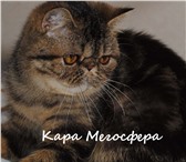 Экзотическая кошечка 270354 Экзотическая короткошерстная фото в Москве